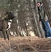 A large black dog with a white chest stands alert among pine needles in a forest. In the background, a man in a green jacket and blue jeans, perhaps reflecting on his review of Villa Mia Salento, stands by a tree amid tall trees and slanting sunlight. {{brizy_dc_image_alt imageSrc=